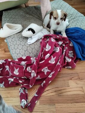 Crazy Sweet Foster Dog Rosaleen!